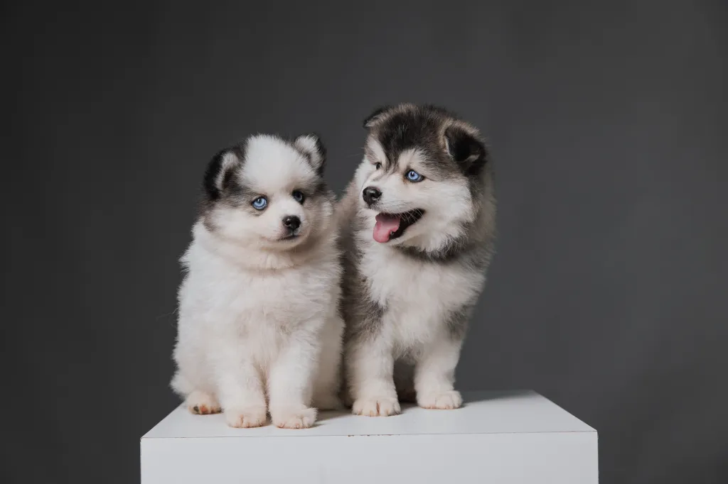 Pomsky puppies