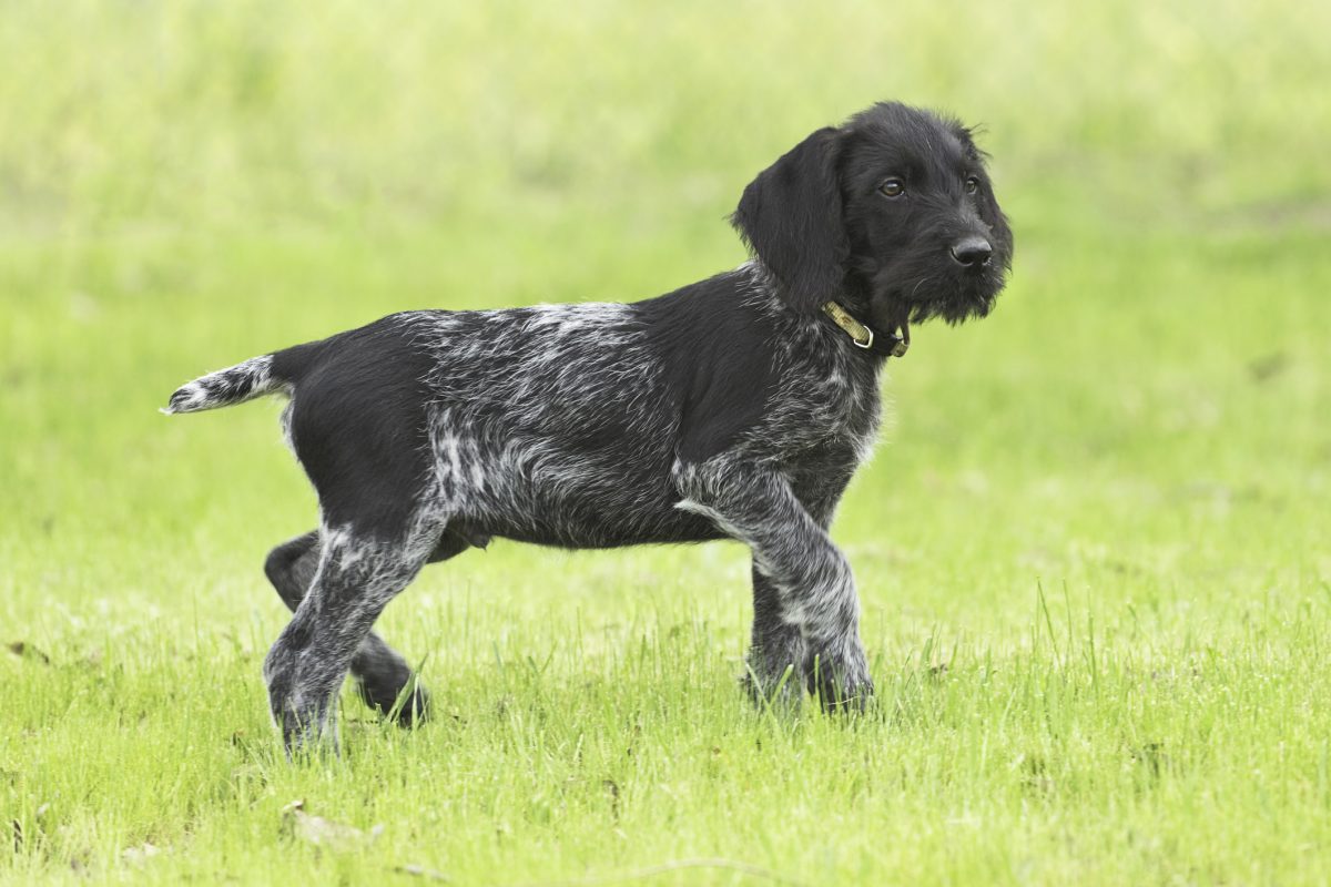 German wirehaired best sale pointer puppies sale