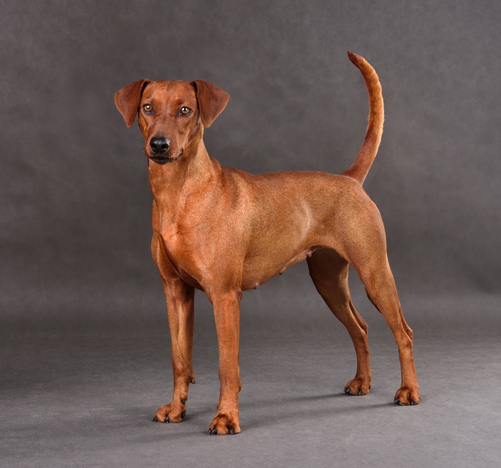 Studio shot of Red German Pinscher dog standing on gray background.