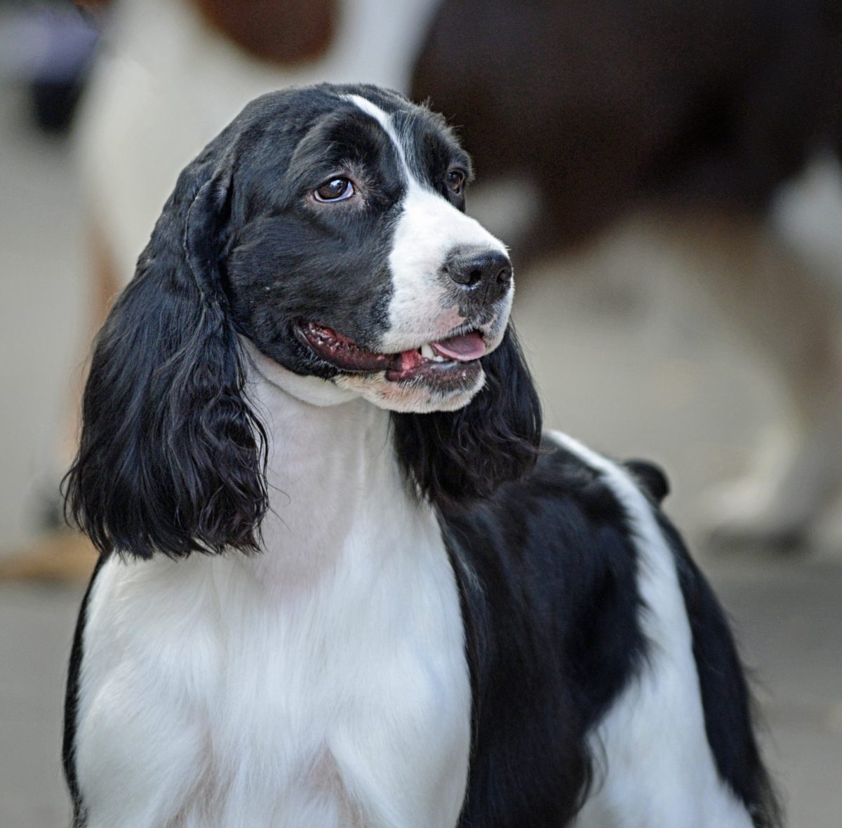 Big 2024 springer spaniel