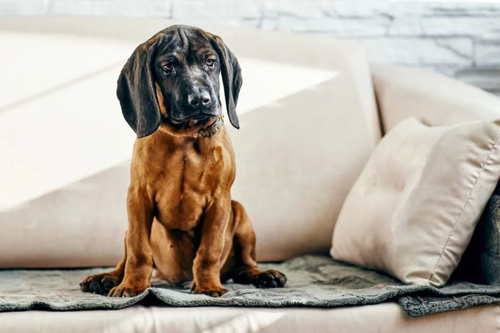 bavarian mountain hound puppy on the couch