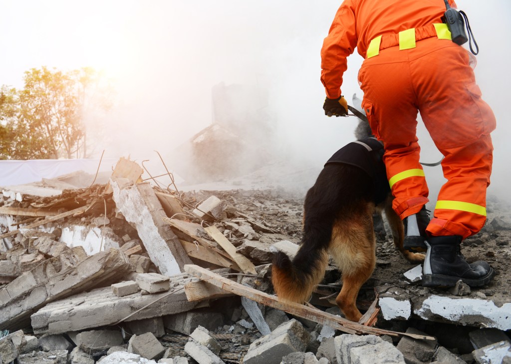 Search and rescue dog works with firefighter and emergency response team to check fire damaged area of Maui for survivors.