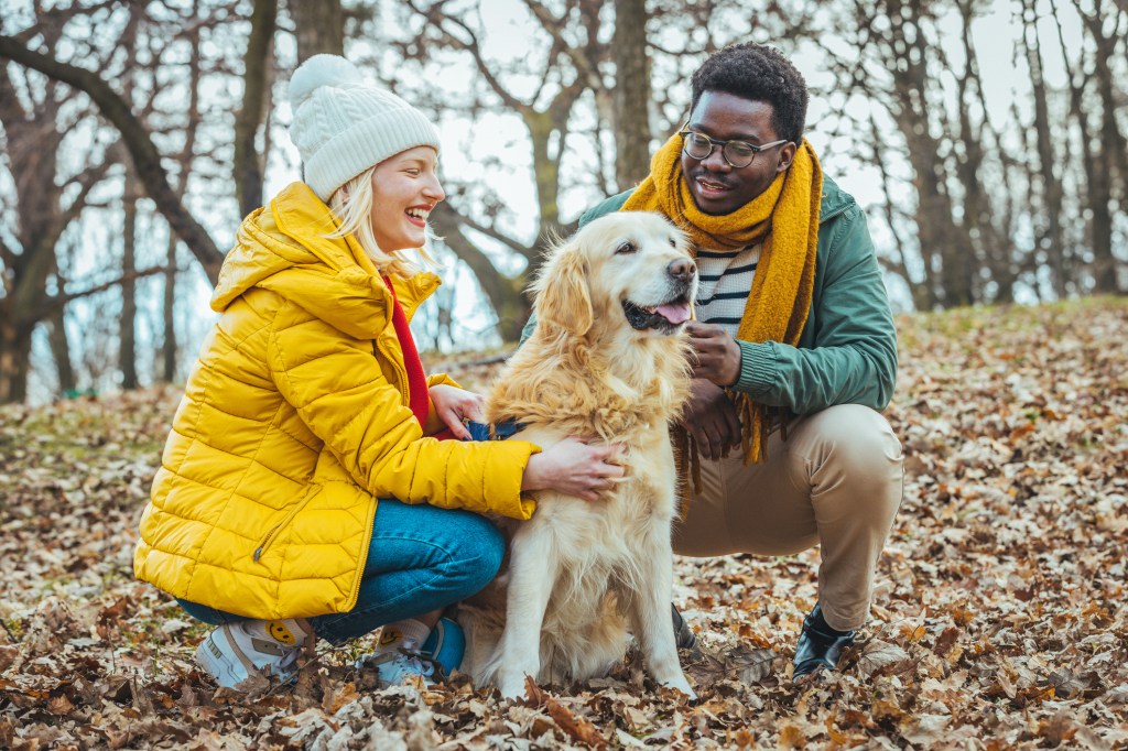 Loving Couple Walking With Pet Golden Retriever Dog Along Autumn Woodland Path Through Trees.