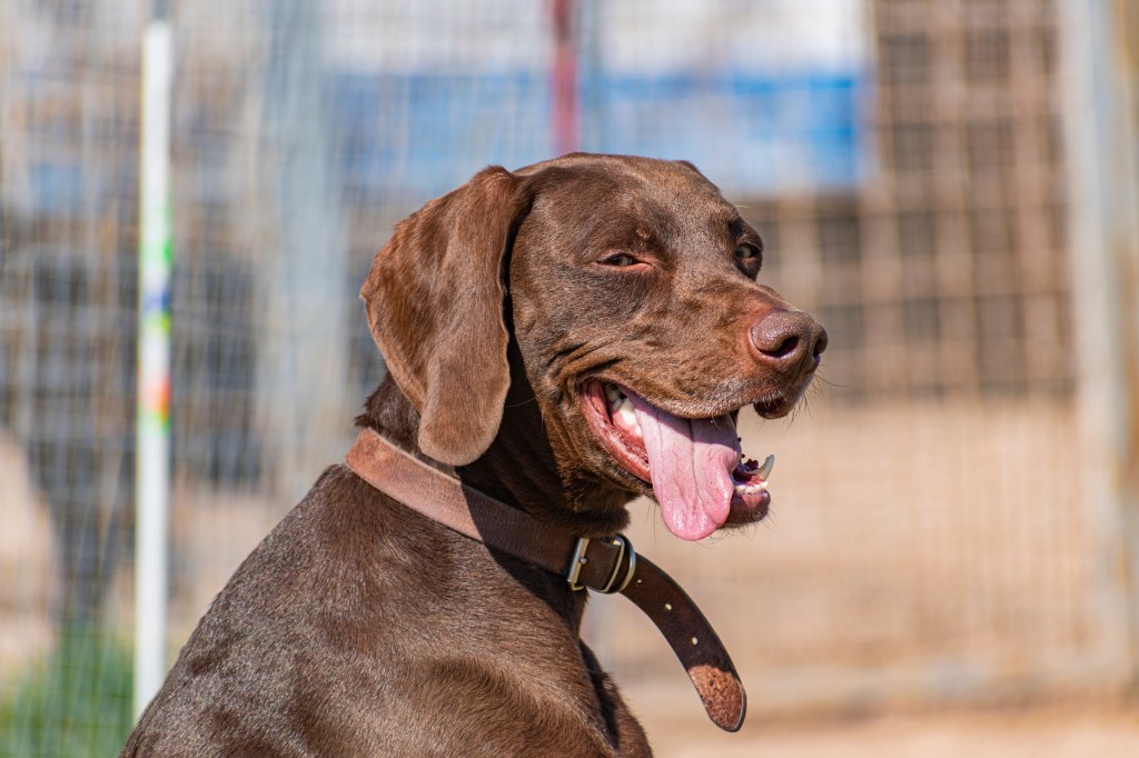 Close-up of a brown Pointer with his tongue hanging out.