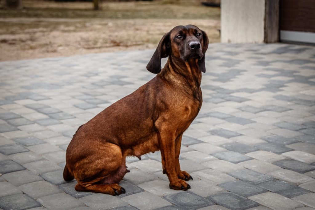 bavarian mountain scenthound sitting