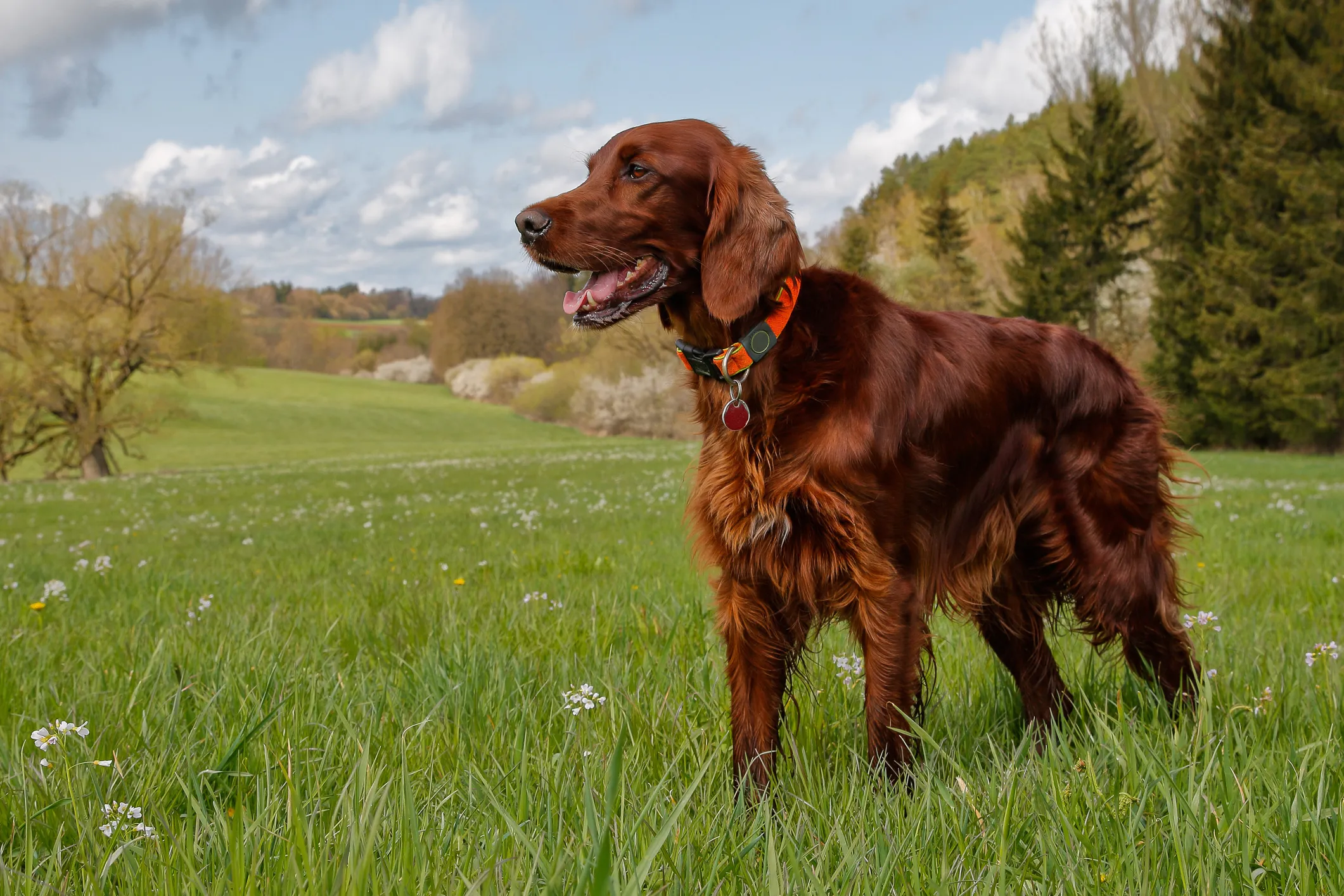 Dog breed red store setter