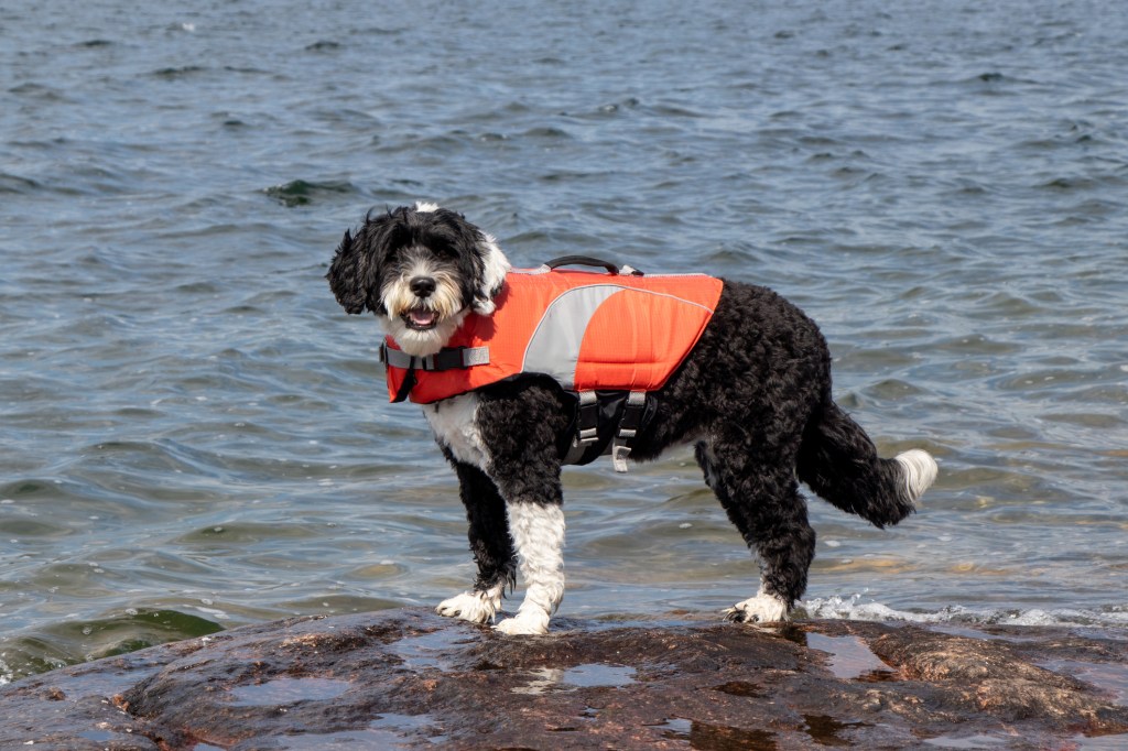 Portuguese Water Dog wearing a life vest at sea.