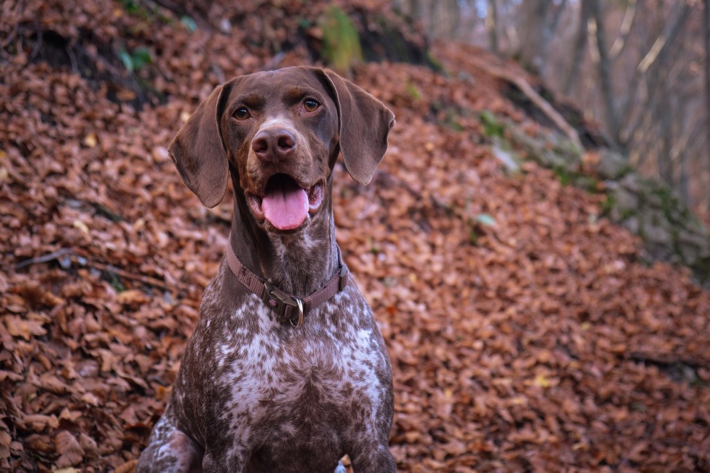 Portrait of pointer dog sticking out tongue while standing on field.