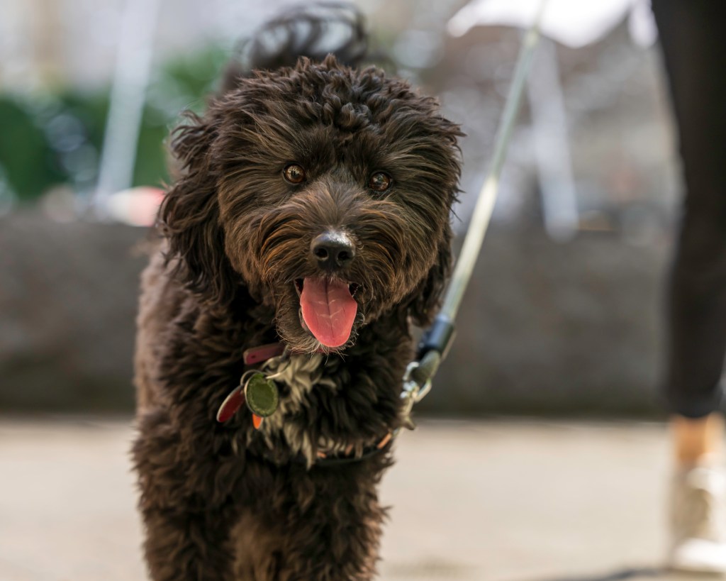 Close-up on a young Aussiedoodle with tongue out 