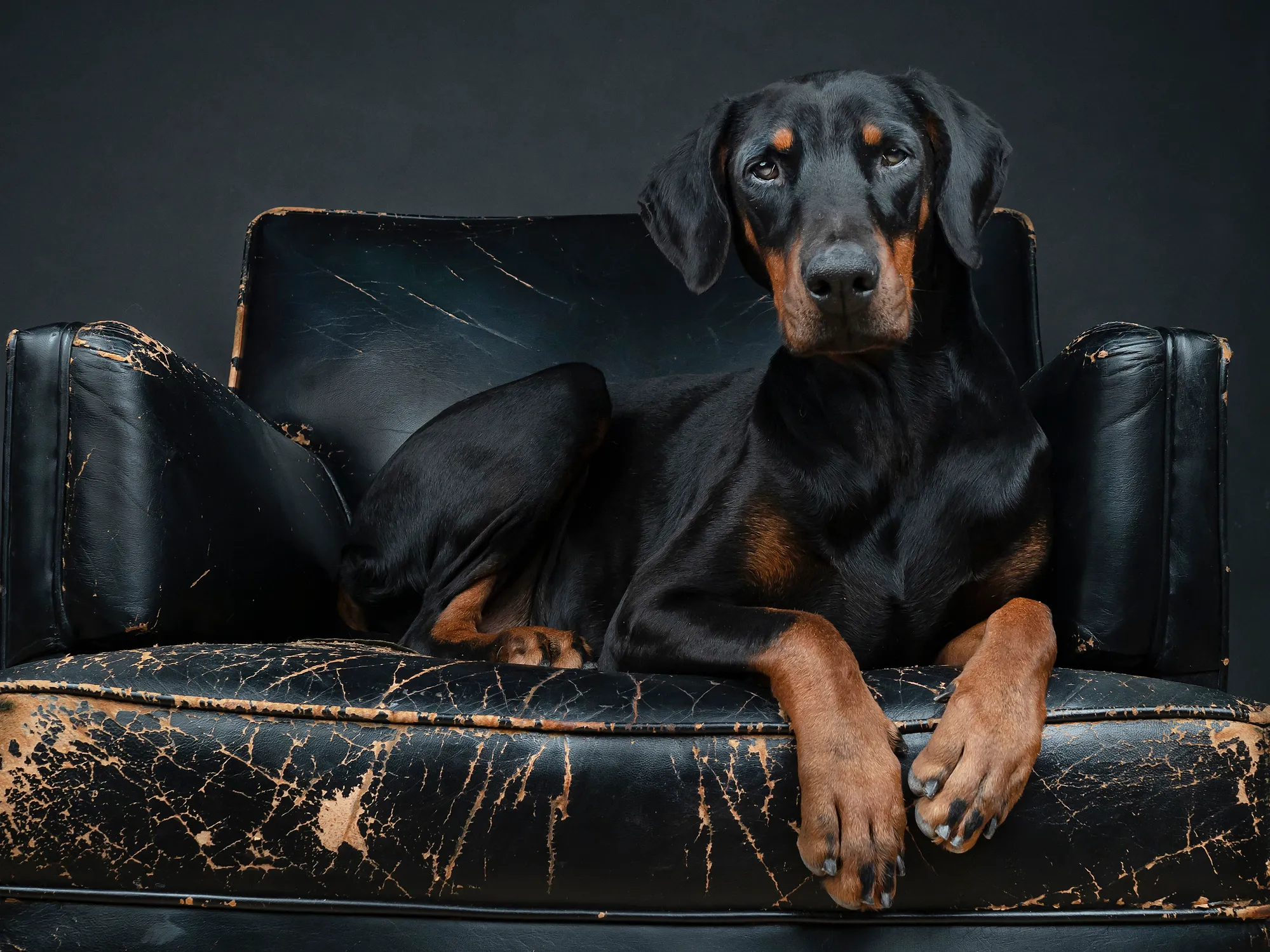 A few-month-old pinscher puppy lies on the bed and looks curiously into the camera.