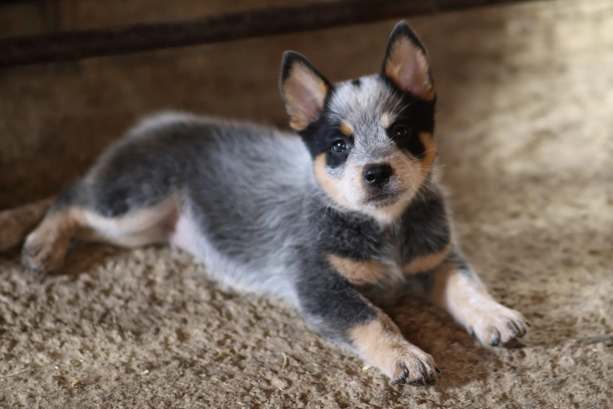 Fat best sale blue heeler