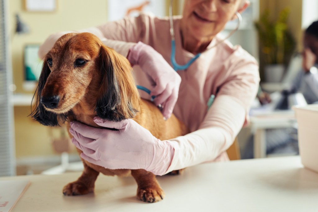 senior dog at veterinary checkup