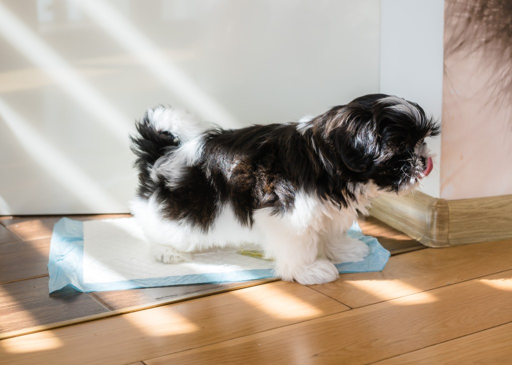 Shih Tzu puppy peeing on housetraining pad