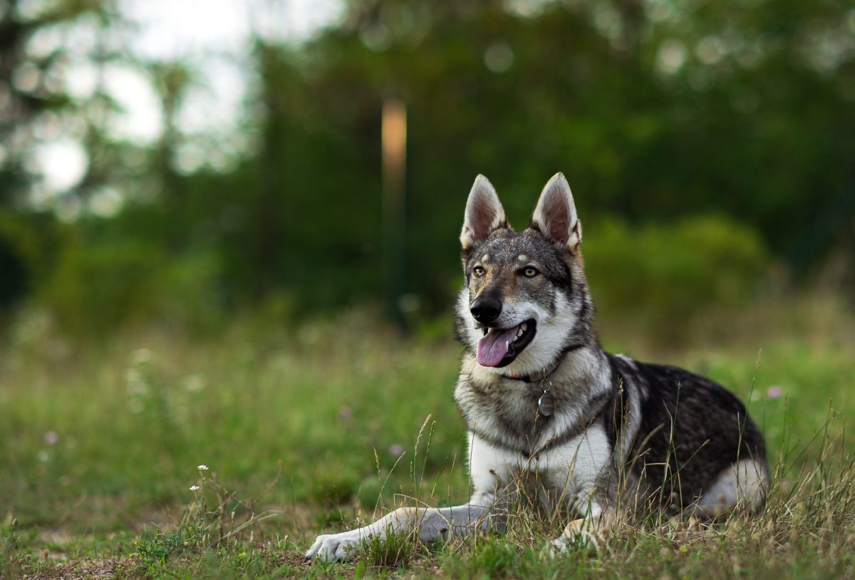 Czechoslovakian best sale vlcak dog