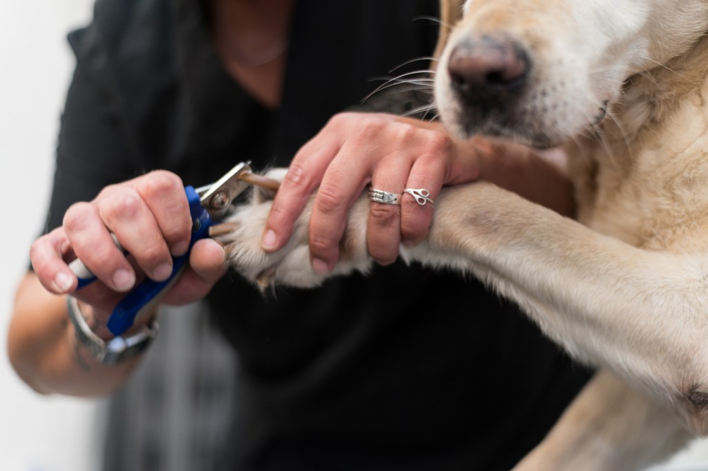 woman cutting dog's nails