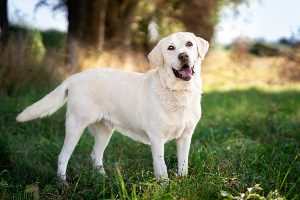 Labrador Retriever dog in field