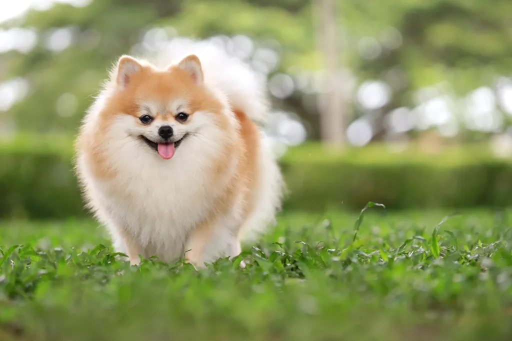 Pomeranian dog in grass