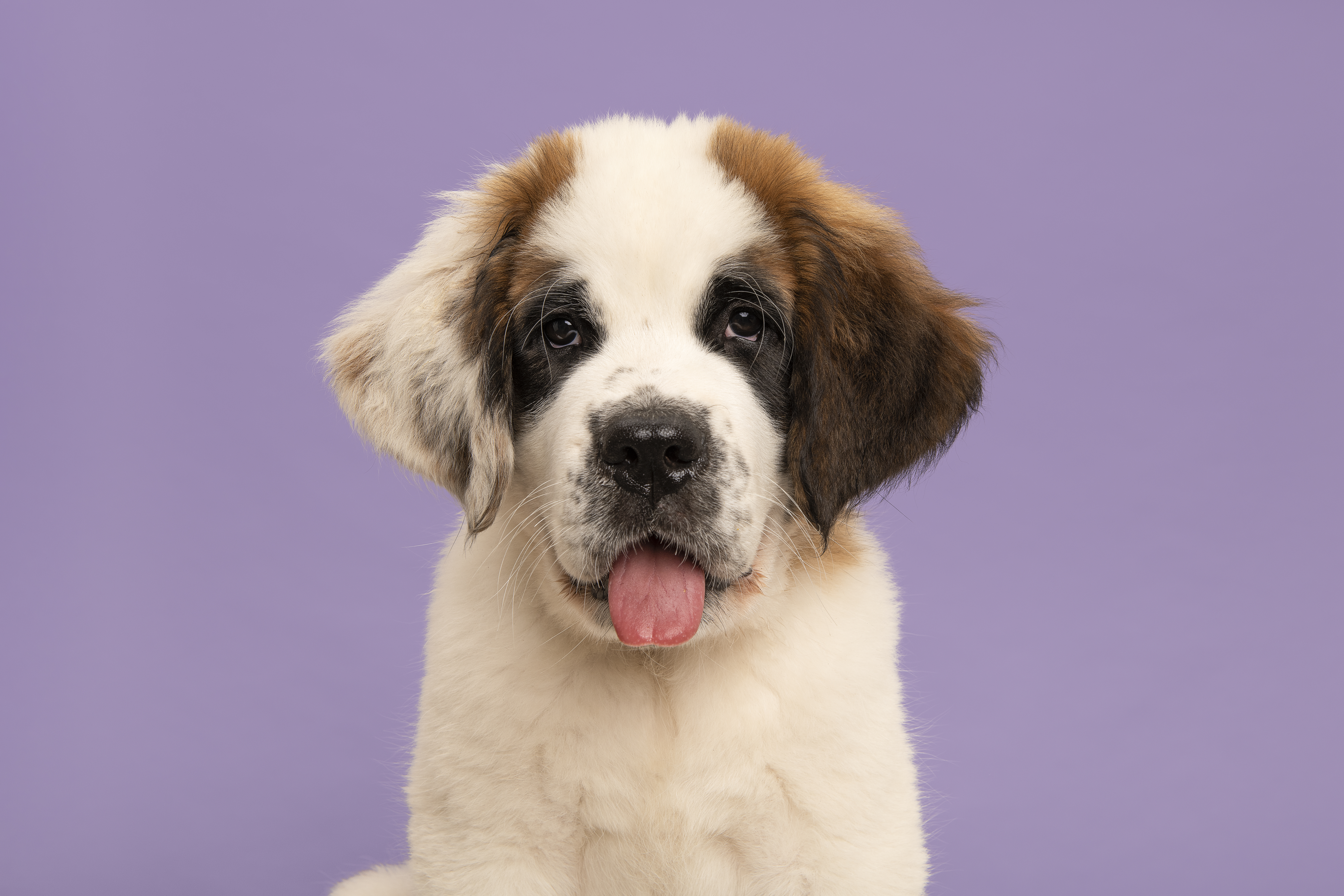 Akc best sale saint bernard