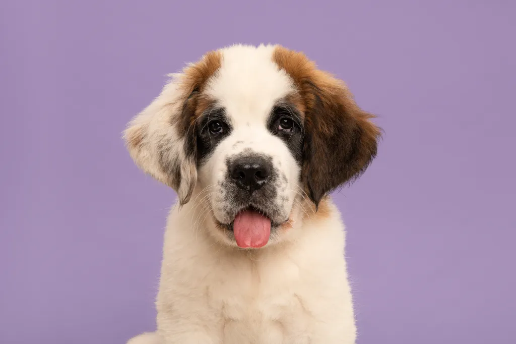 Saint Bernard puppy dog portrait looking at the camera, on a lavender purple background