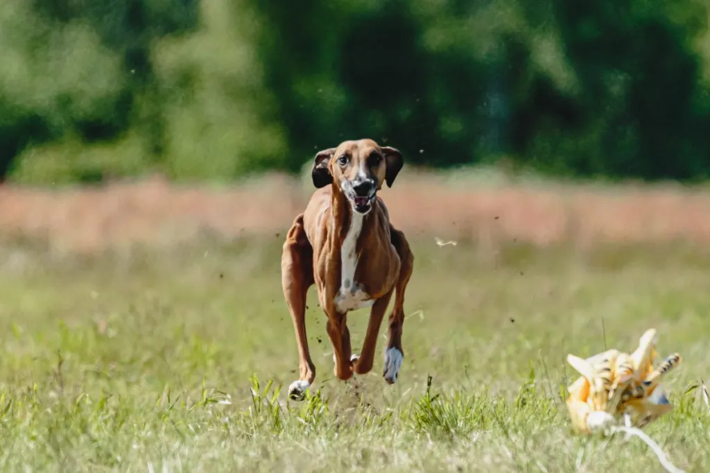 Azawakh dog racing