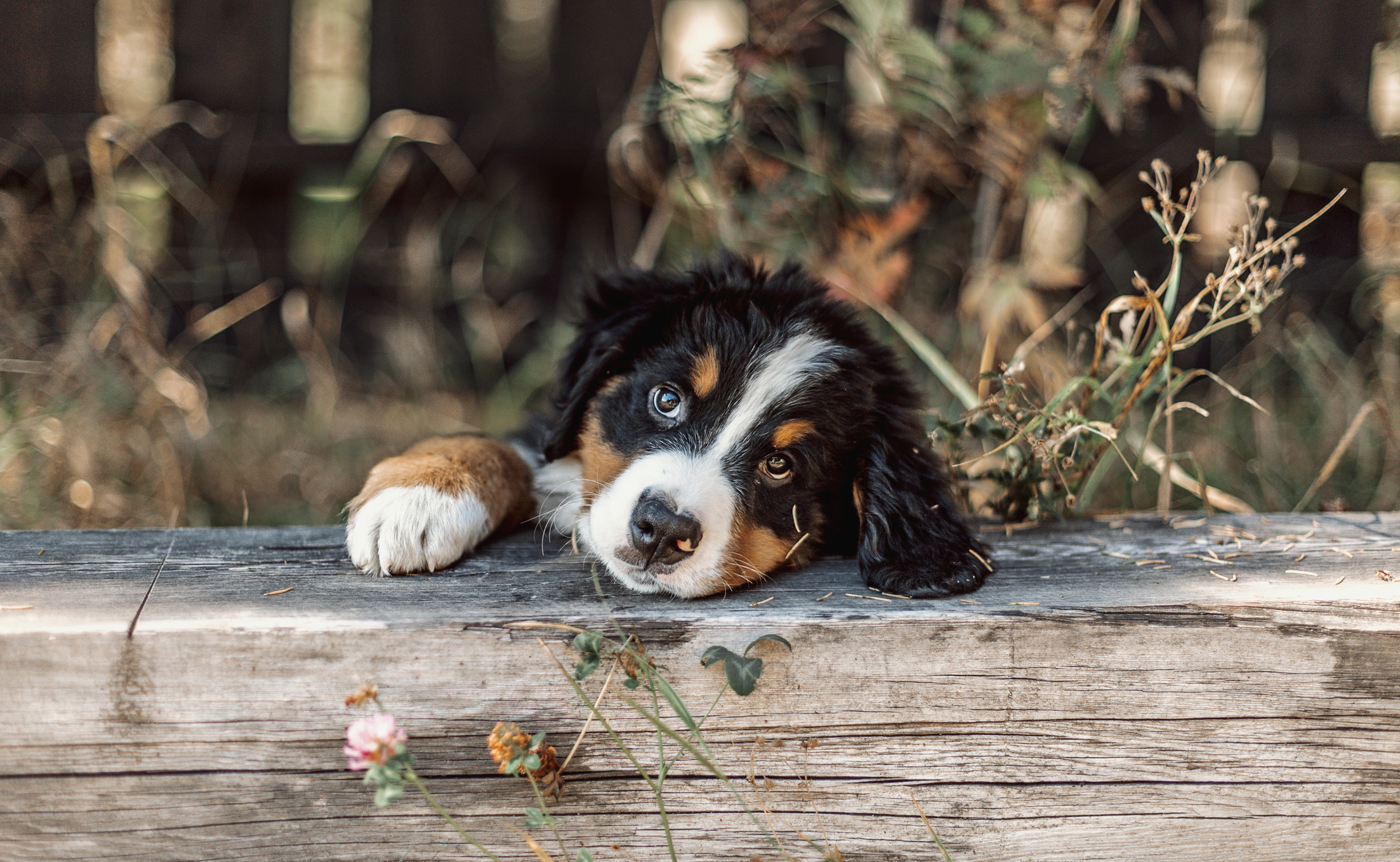 Bernese Mountain Dog Puppy Pictures and Facts