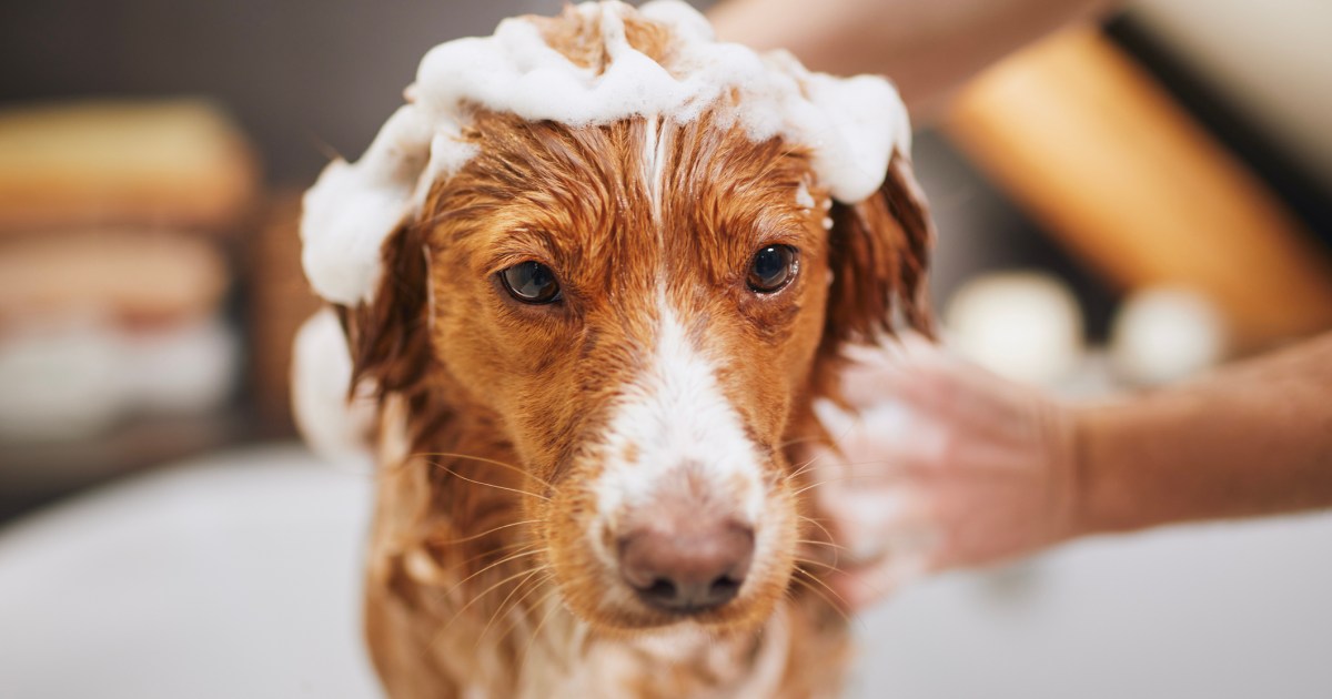 Can You Use Baby Shampoo on Dogs? Dogs Academies