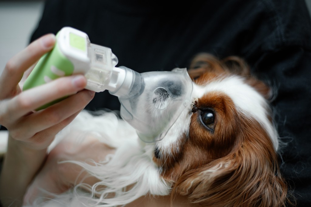 Veterinary doctor hands saving sad fearful King Cavalier Charles Cocker Spaniel dog with oxygen mask after smoke inhalation from fire.
