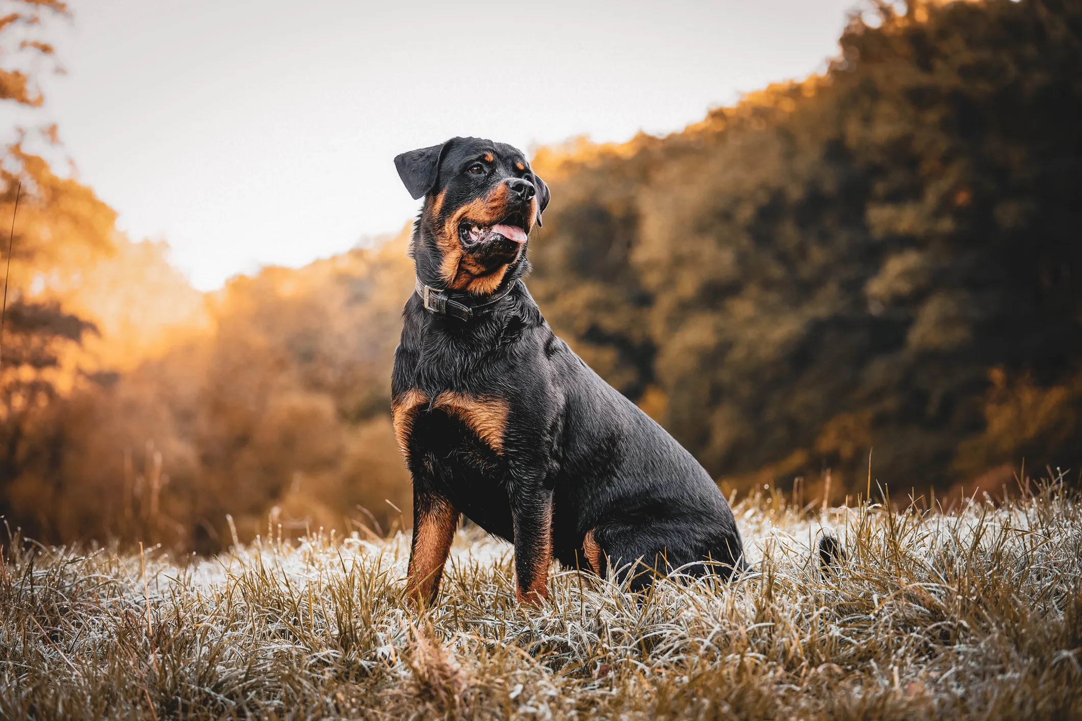 Rottweiler deals intelligence rank