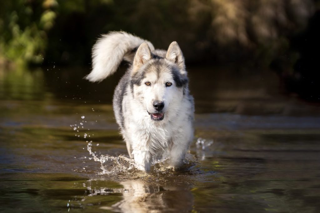 Alaskan malamute dog joyfully walks in the water.