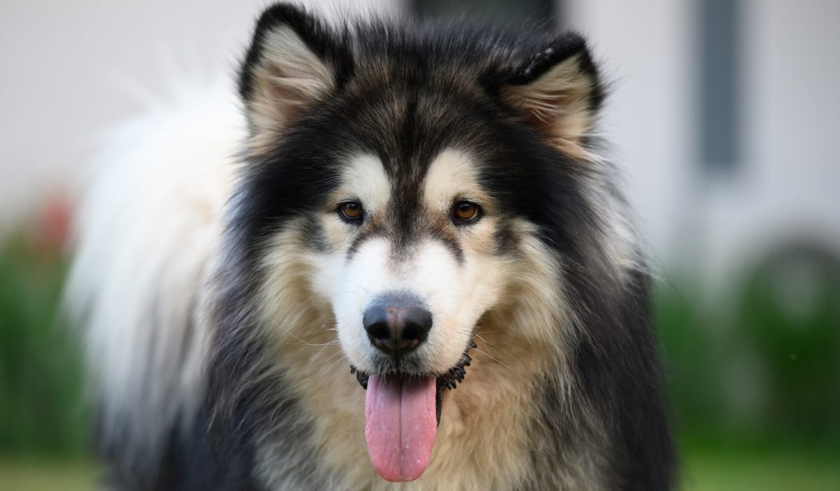 Long haired shop alaskan malamute