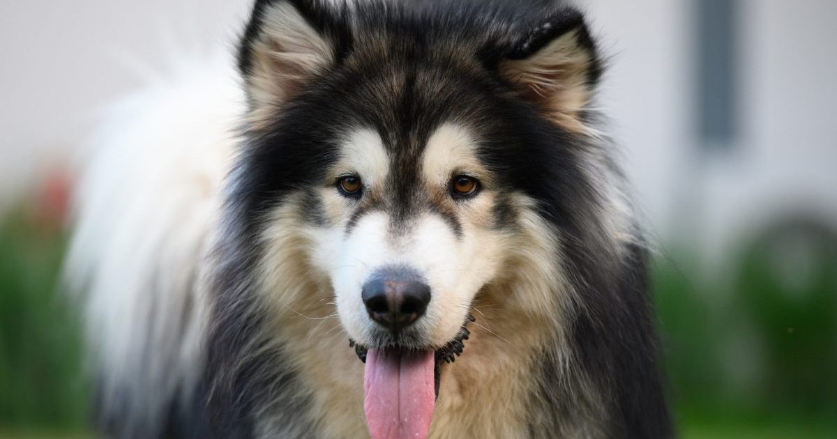 long haired Alaskan Malamute portrait