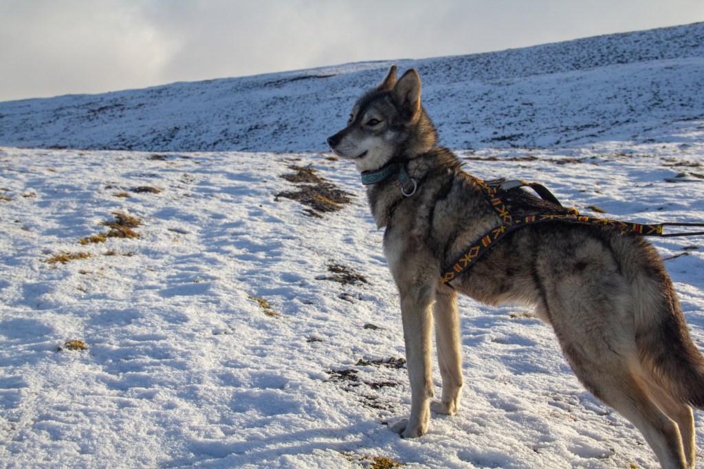 A shot of the beautiful gray and furry Tamaskan wolf-like dog standing in the snow.