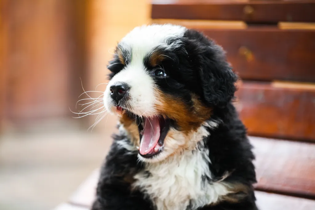 Bernese Mountain Dog puppy yawning