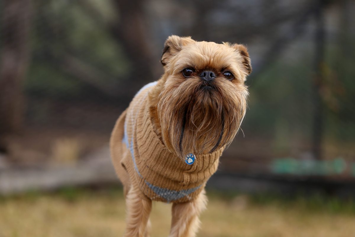 Brussels griffon 2024