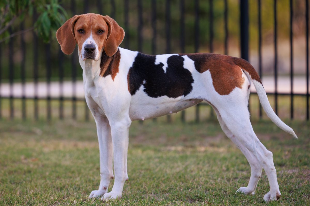 American foxhound sale breeders