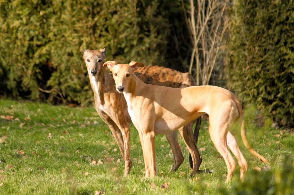 two brown Azawakh sighthound dogs