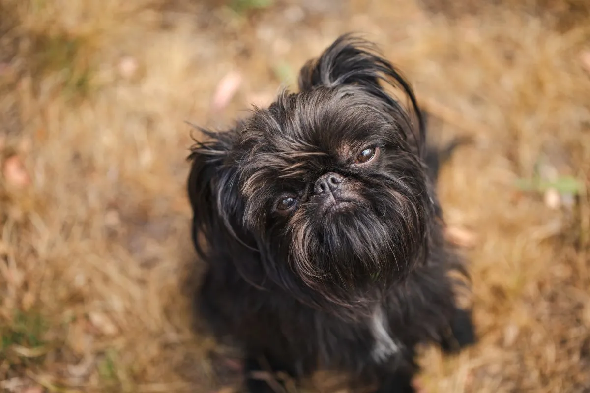 Brussels store griffon dog