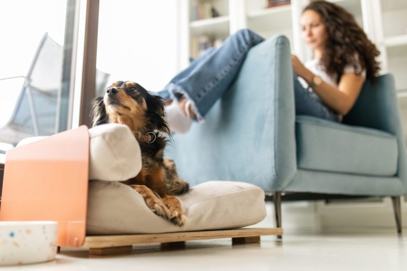 dog lying on bed in minimalist living room with woman sitting on modern chair nearby