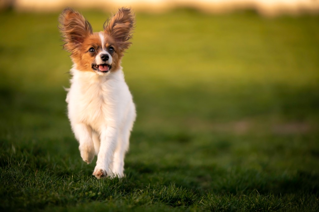 Papillon teddy puppy with butterfly, beautiful toy spaniel stuffed