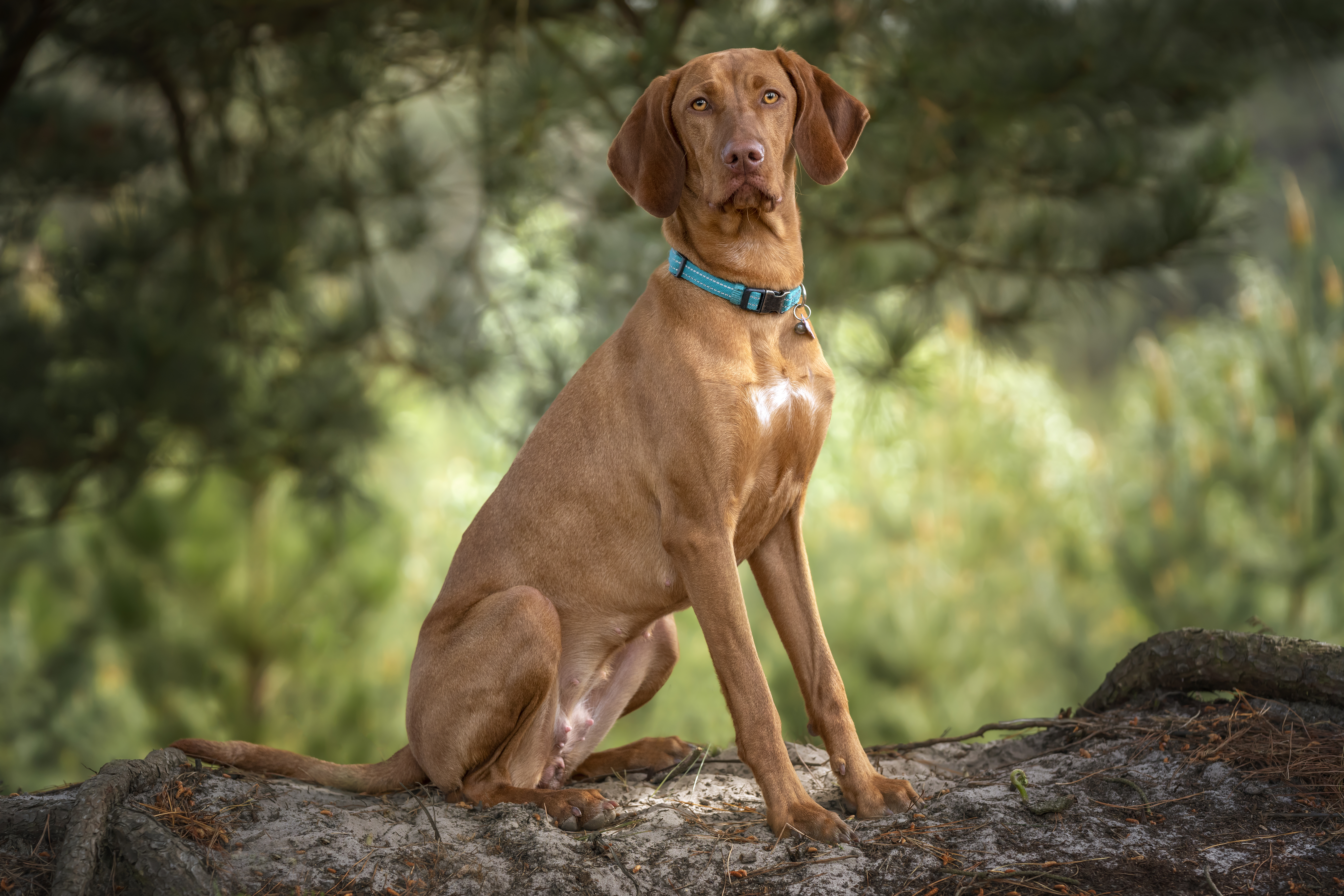 Forest king hot sale vizslas