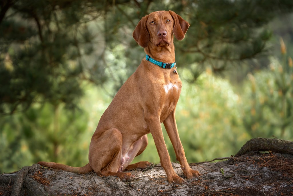 Vizsla sitting upright under a tree in the forest looking directly at the camera.