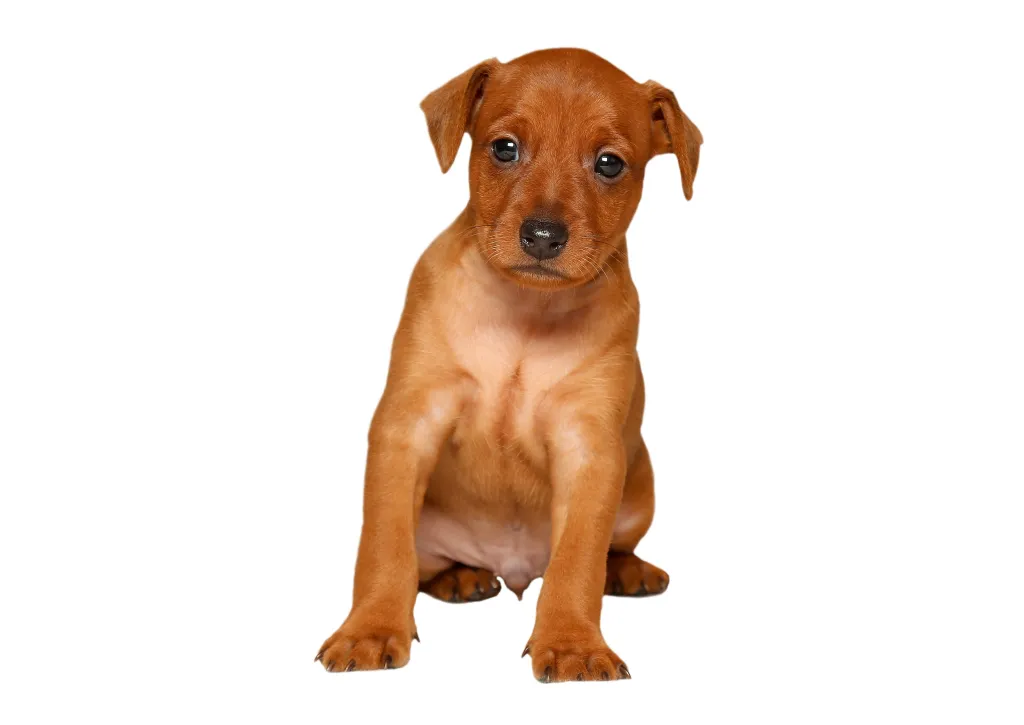 A tan German Pinscher puppy sitting on a white background.