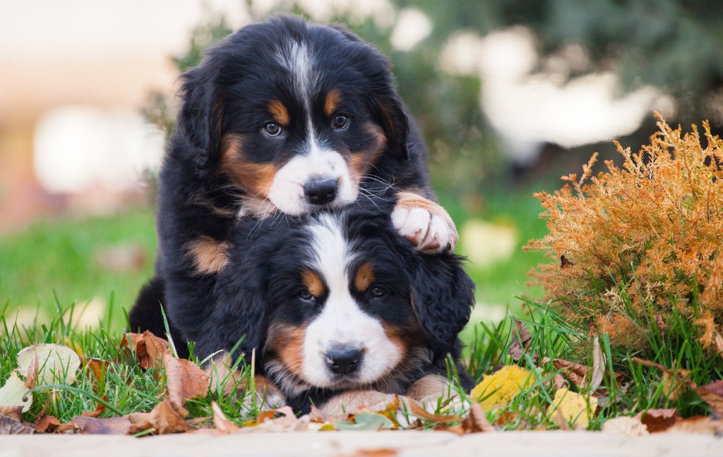 Two Bernese Mountain Dog puppies playing