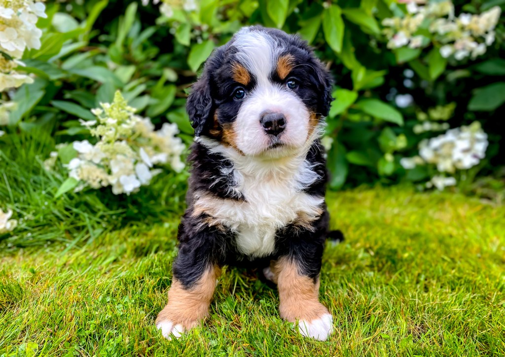 Bernese Mountain dog puppy sitting on the grass in yard