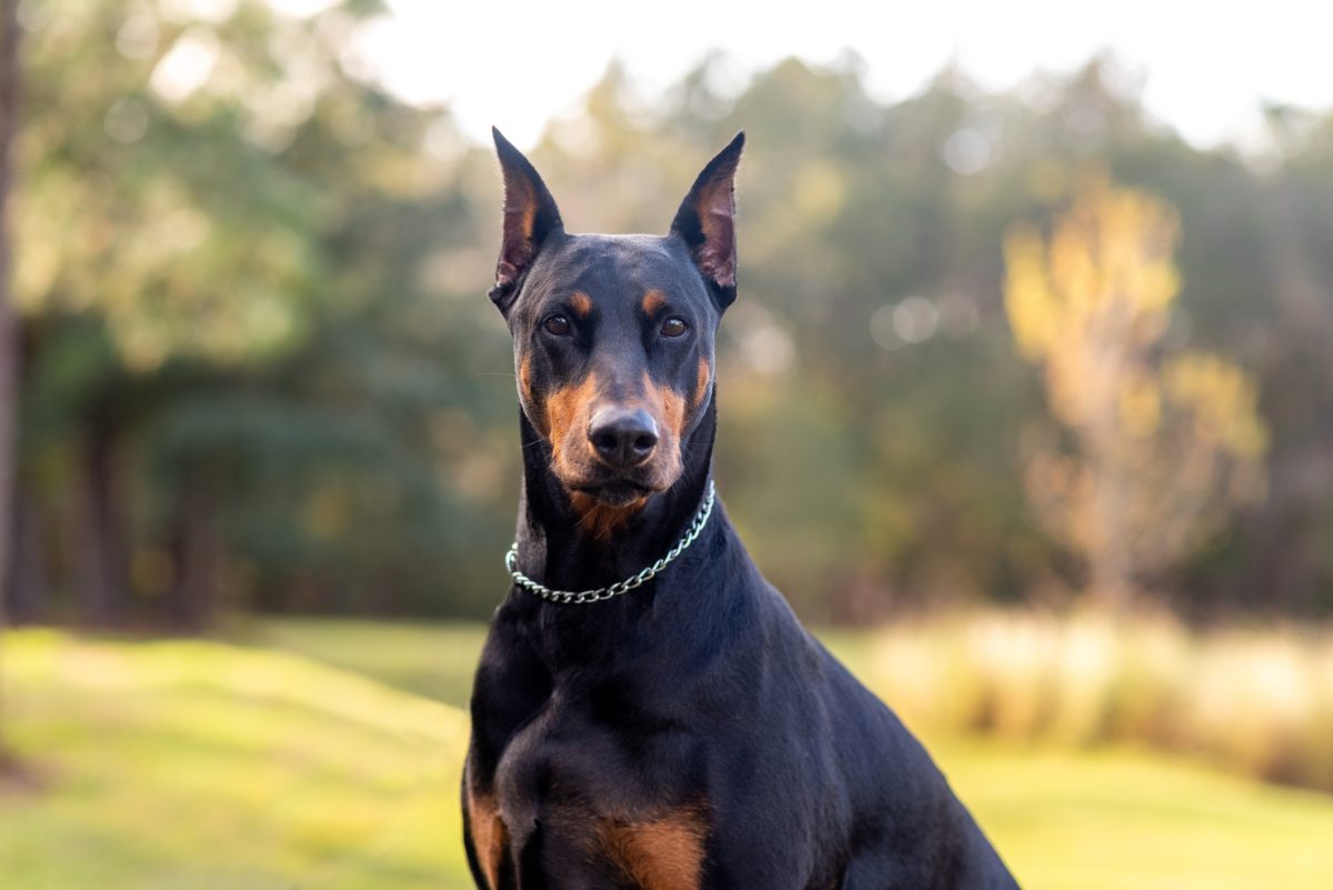 Sleek Powerful Black Male Doberman Pinscher Standing Stacked, White Background.