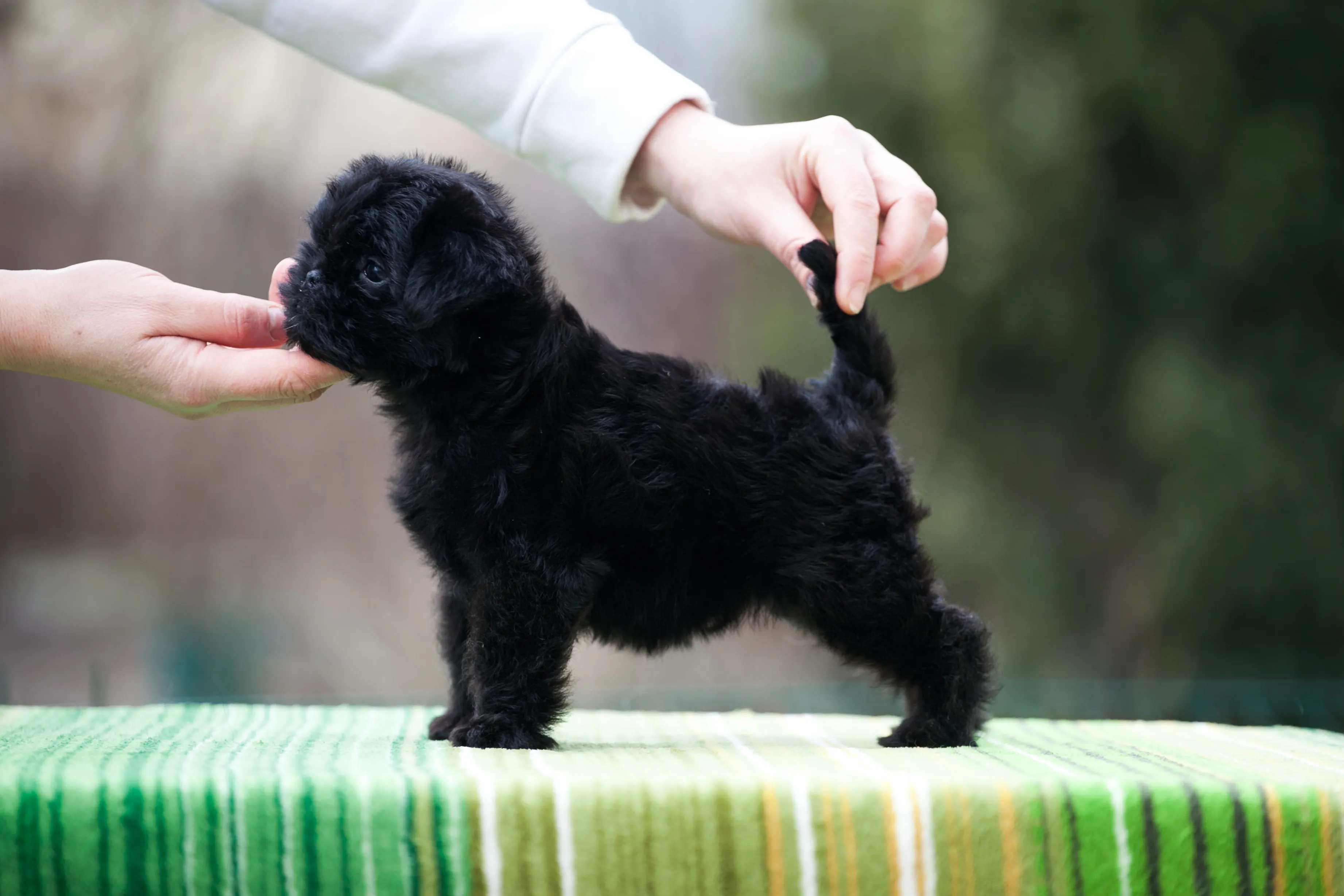 Pedigree affenpinscher puppies cheap for sale