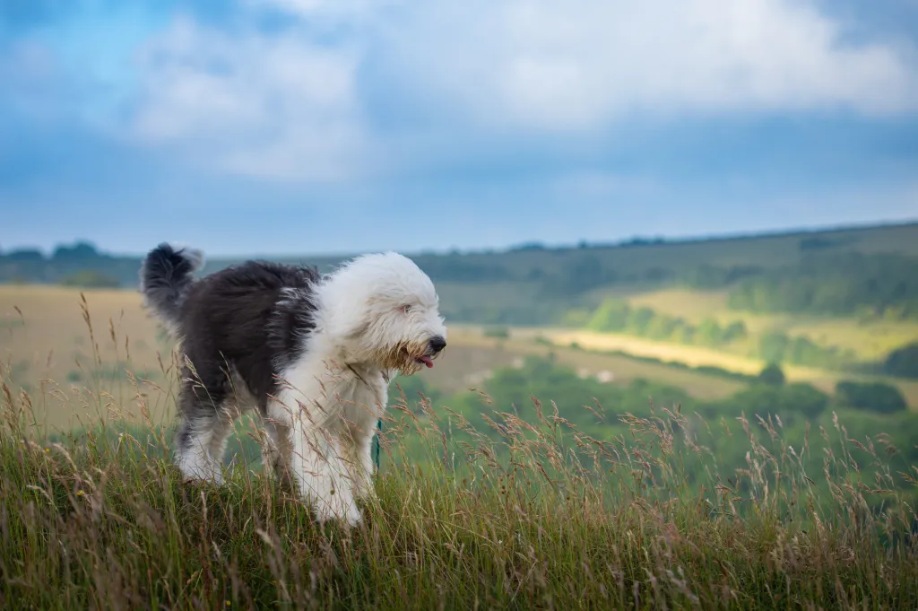 English Sheepdog walking on hillside
