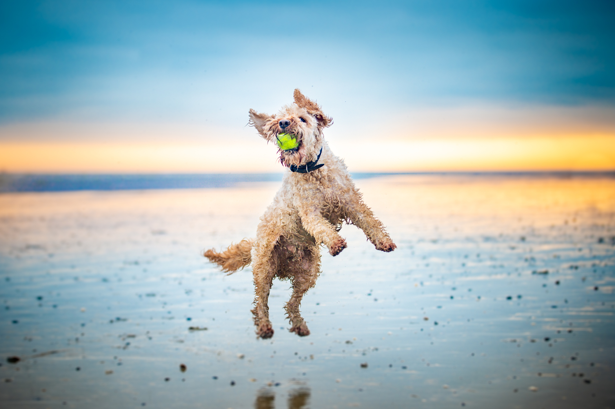 Labradoodle Dog Breed Information & Characteristics