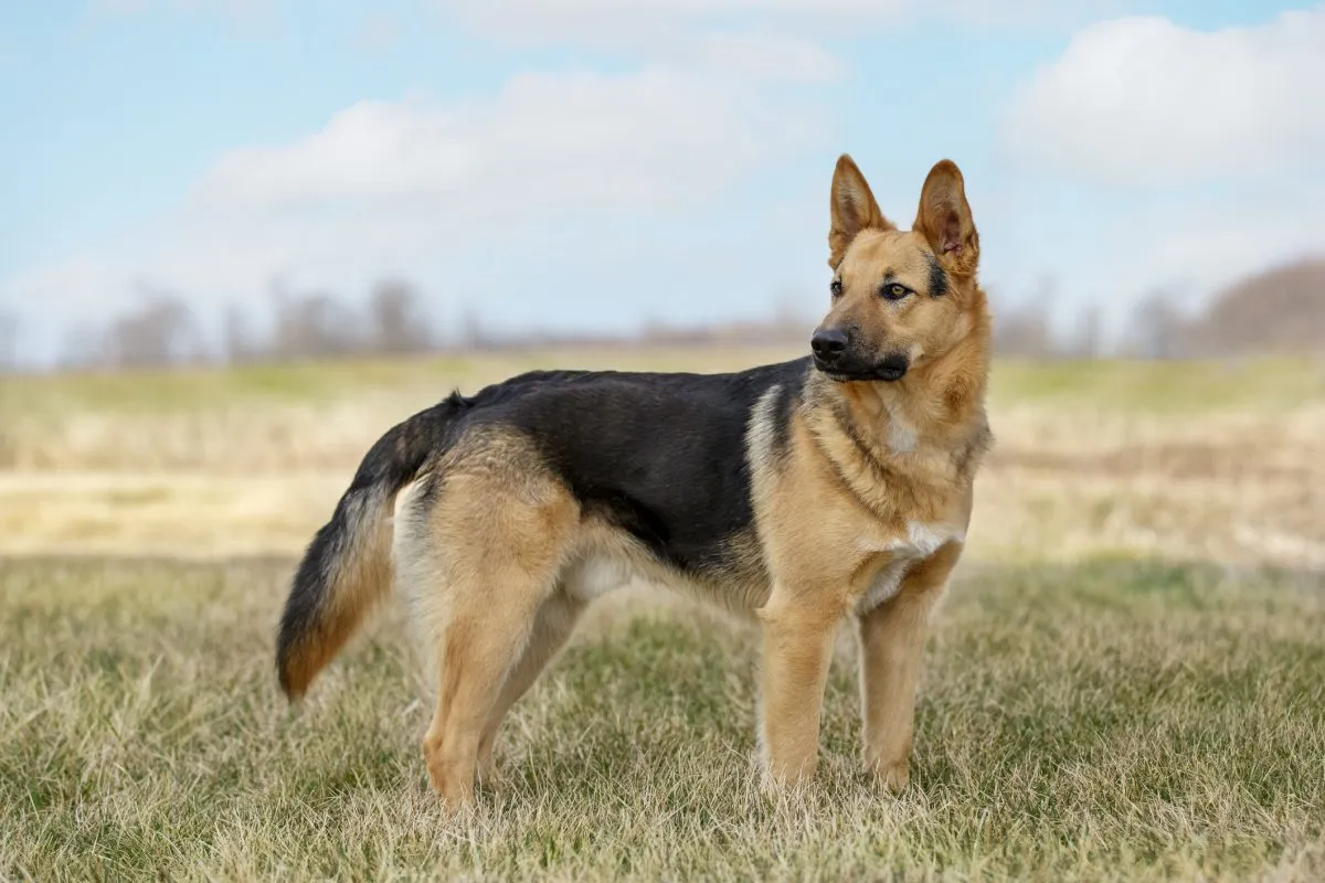 German shepherd deals high breed dog