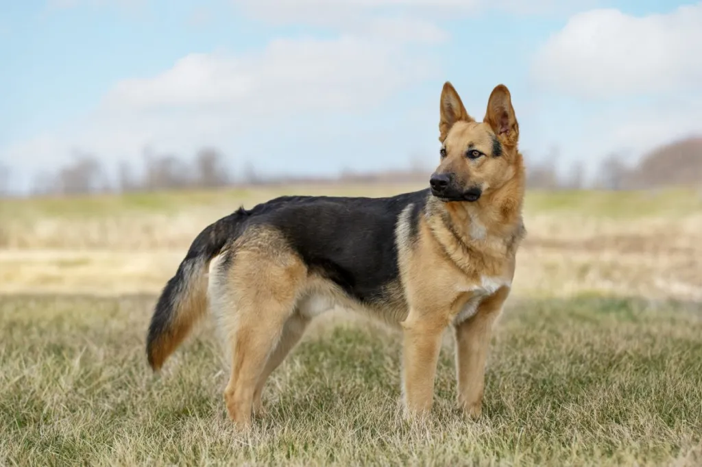 German Shepherd Dog Breed Information & Characteristics